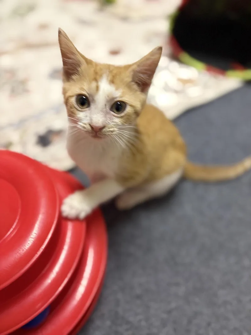 A baby medium-sized male White Domestic Short Hair cat named Spark for adoption in Greensburg, PA