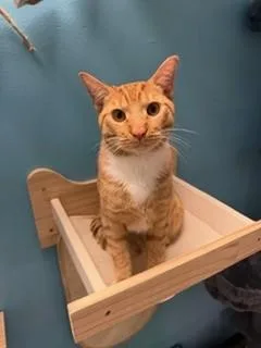 An adult medium-sized male Orange & White Domestic Short Hair cat named Santiago for adoption in Miami, FL