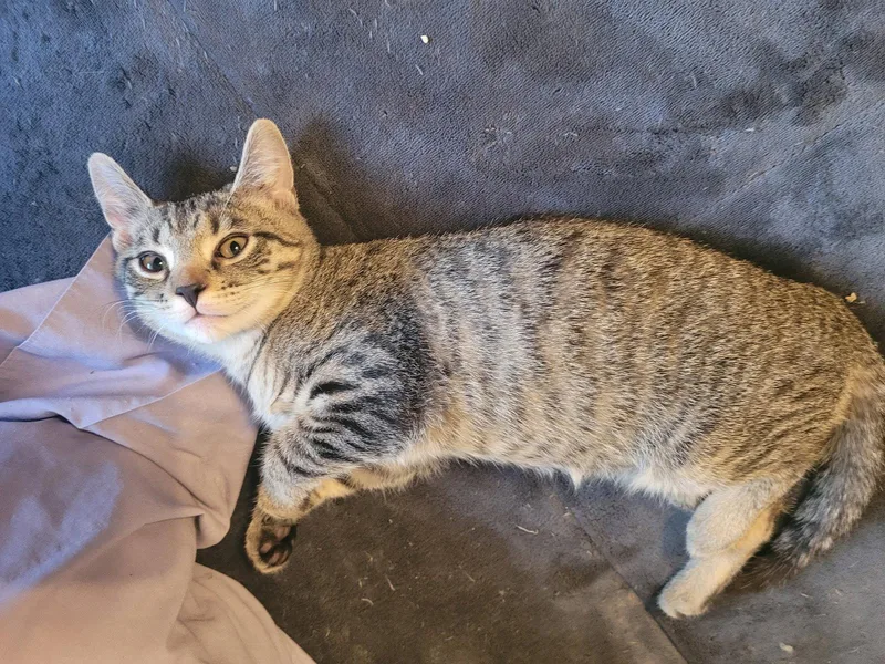 Peeta