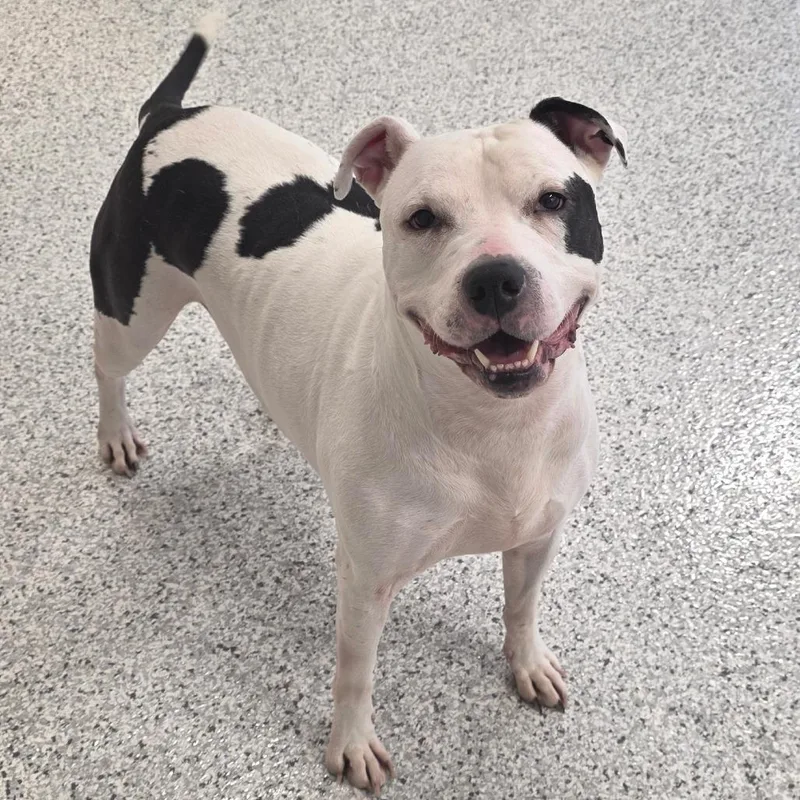 An adult large-sized female White / Cream Pit Bull Terrier dog named Lettie for adoption in Fort Wayne, IN