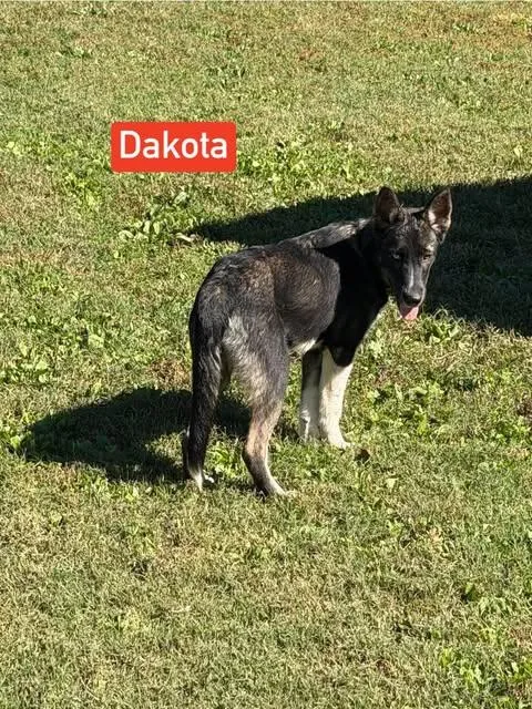 A baby large-sized male Husky dog named Dakota for adoption in Greeneville, TN