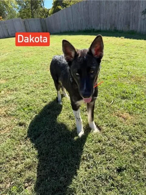 Dakota thumbnail 2