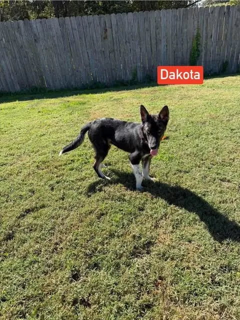 Dakota thumbnail 3