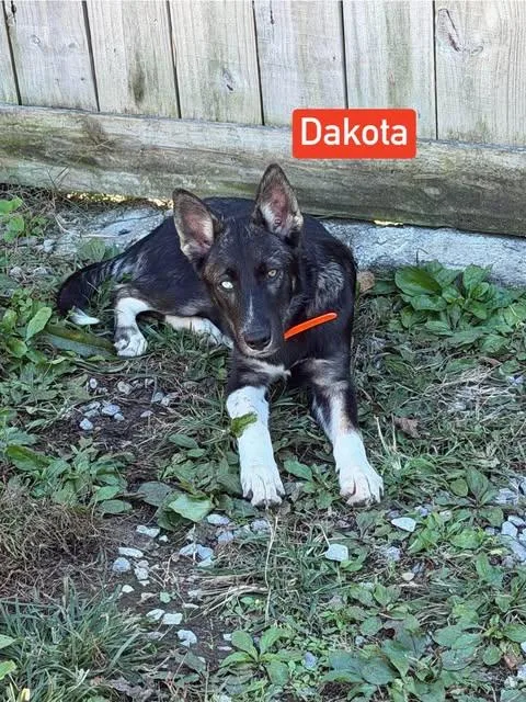 Dakota thumbnail 4