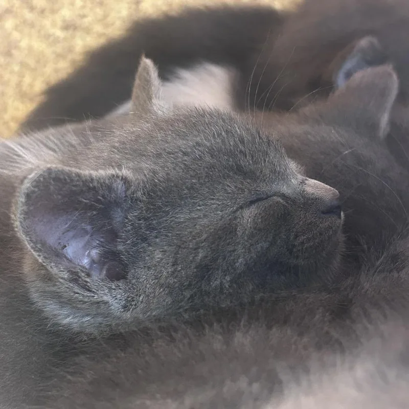 A baby small-sized female Gray / Blue / Silver Domestic Short Hair cat named Nori for adoption in Philadelphia, PA