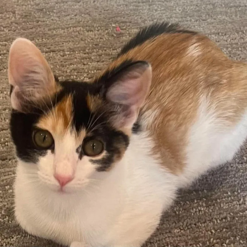 A baby small-sized female Calico Domestic Short Hair cat named Mango Hyatt for adoption in Eagle Mountain, UT