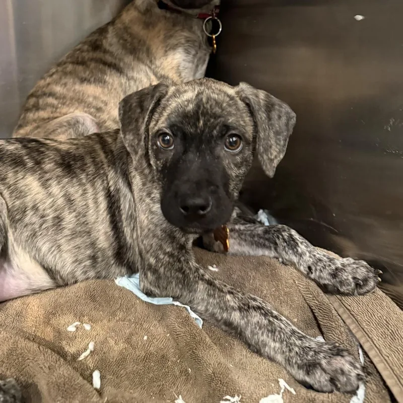 A baby medium-sized male Brindle Mixed Breed dog named Bashful for adoption in Bend, OR