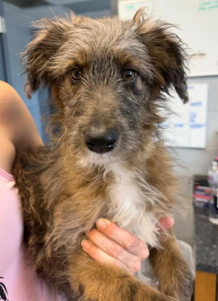 A baby medium-sized female Cattle Dog dog named Allie for adoption in Greenwood, MS