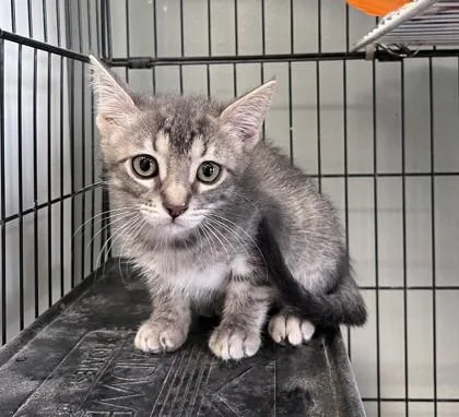 A young small-sized female Domestic Short Hair cat named Minnie for adoption in Baton Rouge, LA