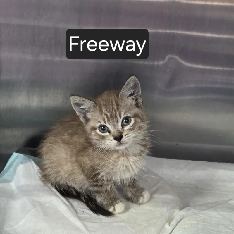 A baby medium-sized male Gray & White Domestic Medium Hair cat named Freeway for adoption in SNOW HILL, NC