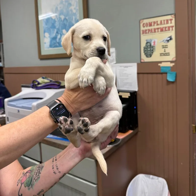 A baby medium-sized female Yellow / Tan / Blond / Fawn Mixed Breed dog named Cream Female for adoption in Montgomery, TX