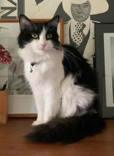 A baby medium-sized female Black Domestic Long Hair cat named Jewel for adoption in Richmond, VA