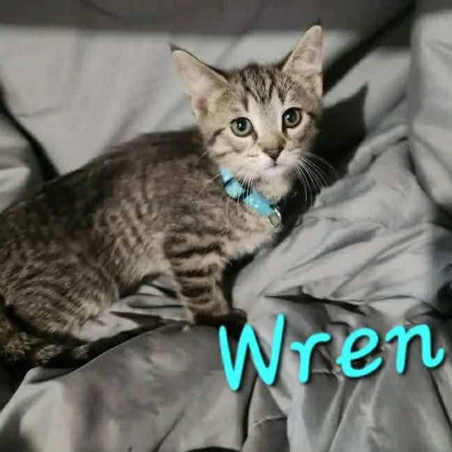 A baby small-sized male Gray / Blue / Silver Domestic Short Hair cat named Wren for adoption in Chillicothe, IL