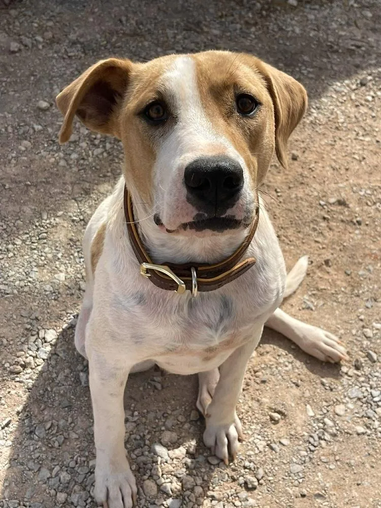 A young medium-sized female Hound dog named Monica for adoption in Shawnee, OK