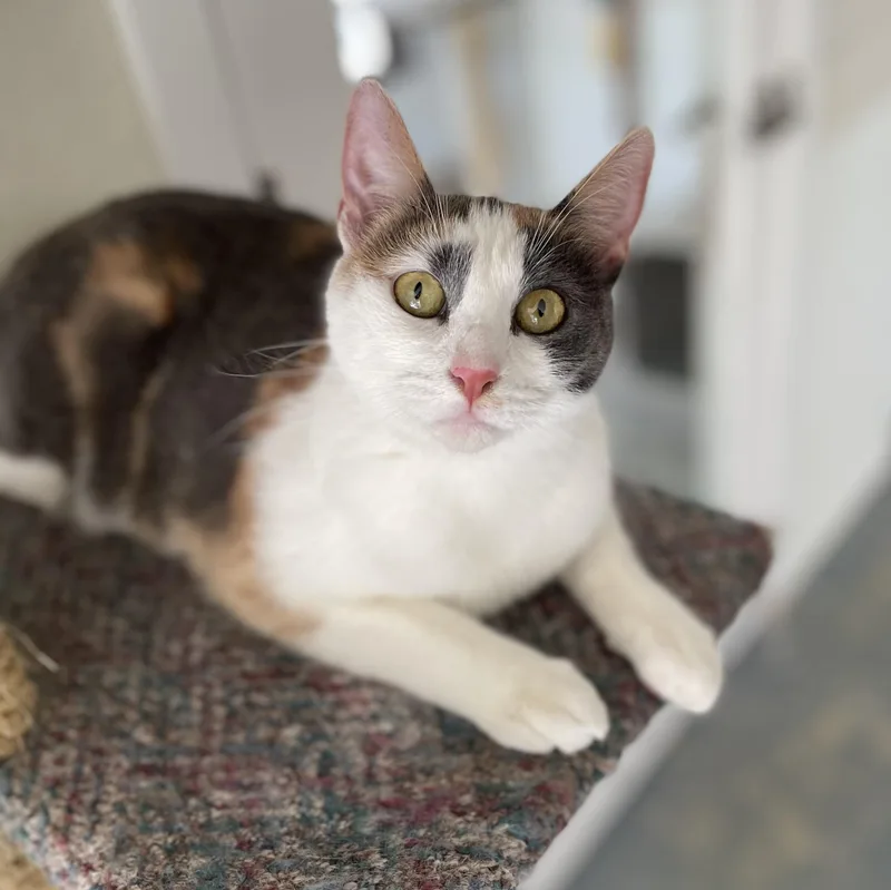 Callie thumbnail 5