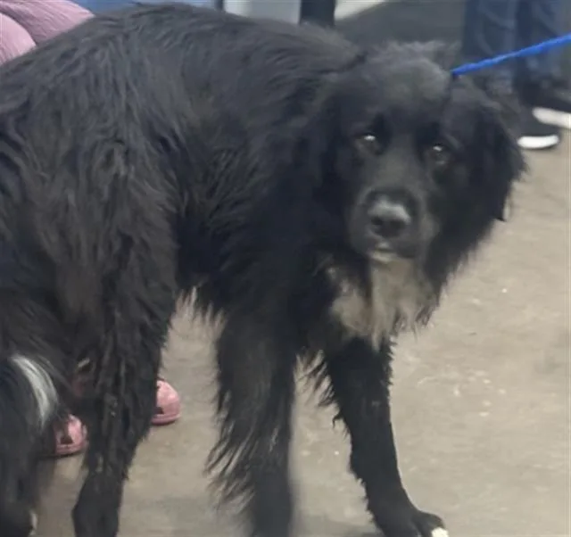 An adult large-sized male Mixed Breed dog named Rex for adoption in Dallas, TX