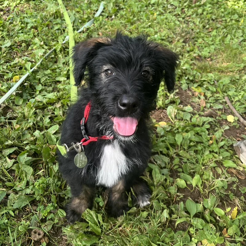 A baby medium-sized male Black Labradoodle dog named Buddy for adoption in Phoenixville, PA