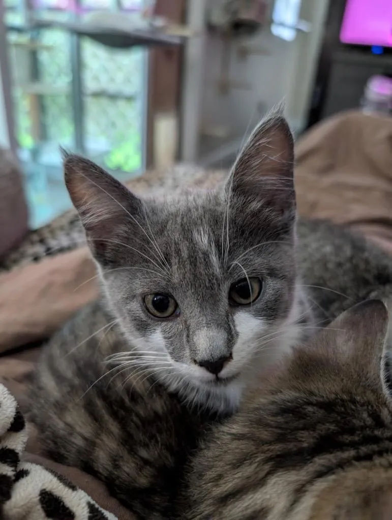 A baby small-sized female Domestic Short Hair cat named Claudia Aka Fern for adoption in Gorham, ME