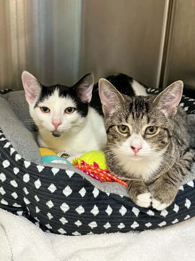 A young medium-sized female Domestic Short Hair cat named Windchime and Bird bath for adoption in Howes Cave, NY