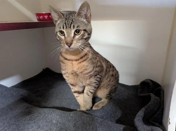 A young medium-sized male Domestic Short Hair cat named Delta for adoption in Oceanside, CA