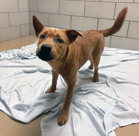 A young medium-sized female Red / Chestnut / Orange Mixed Breed dog named Mizuna for adoption in Nashville, TN