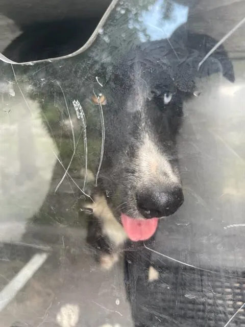 A young large-sized male Mixed Breed dog named Peru for adoption in Dallas, TX