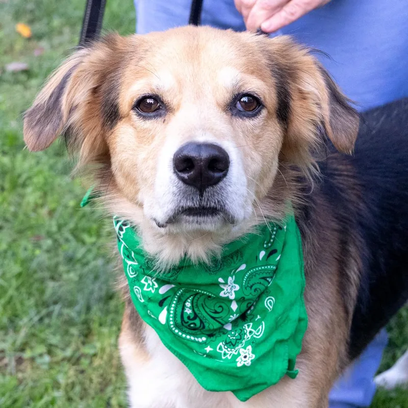 An adult medium-sized male Tricolor (Brown, Black, & White) Australian Shepherd dog named LeopoldAvail for adoption in West Grove, PA