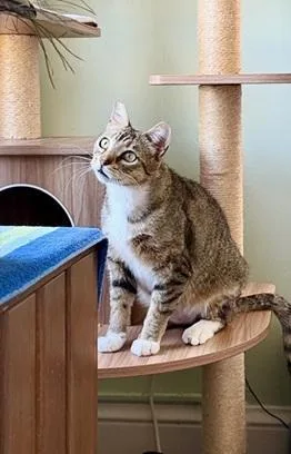 An adult medium-sized male Brown / Chocolate Domestic Short Hair cat named Tucker for adoption in San Francisco, CA