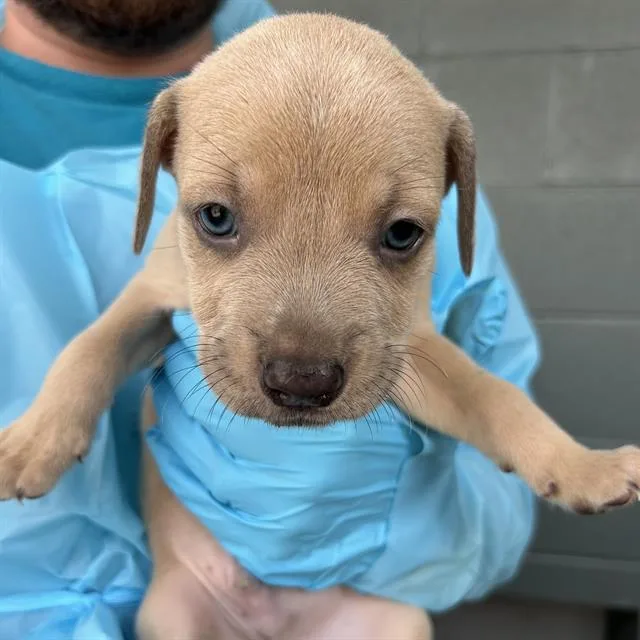 A baby small-sized male American Staffordshire Terrier dog named Marvin for adoption in San Antonio, TX
