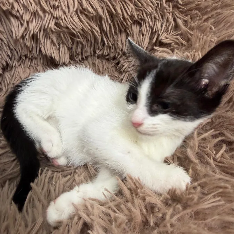 A baby small-sized female White Domestic Short Hair cat named Kae for adoption in Floresville, TX