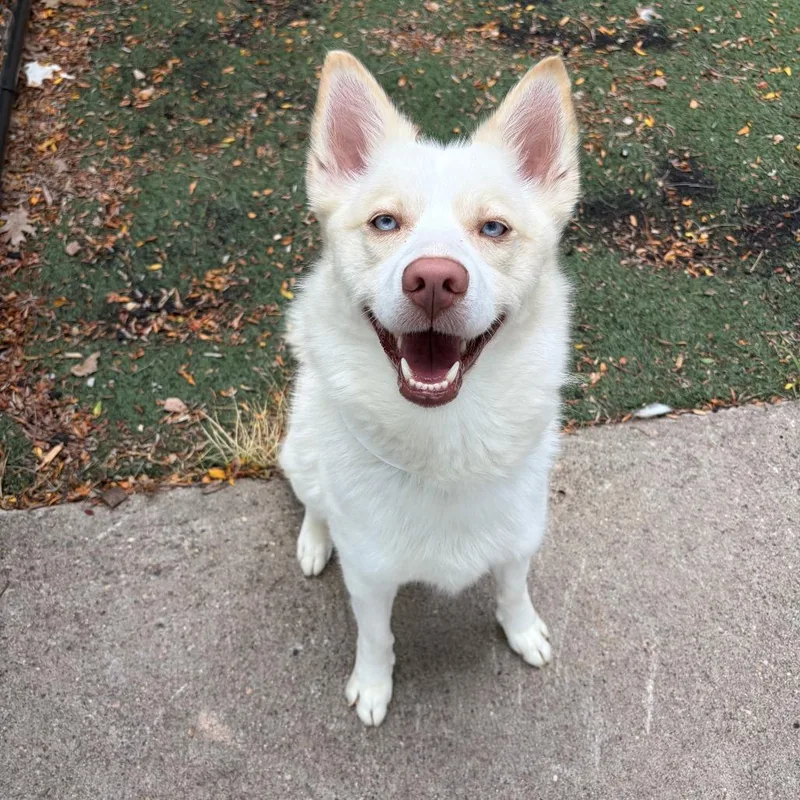 An adult medium-sized male White / Cream Husky dog named Boone D for adoption in Minneapolis, MN