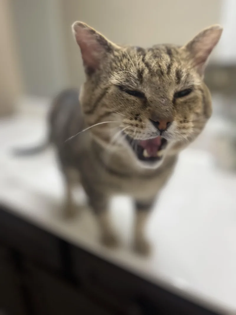 An adult medium-sized male Tabby (Brown / Chocolate) Domestic Short Hair cat named Mr. Cheeks for adoption in Woodstock, GA