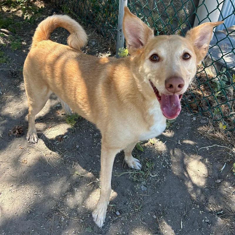 An adult medium-sized male Apricot / Beige Collie dog named Aries for adoption in Lindon, UT