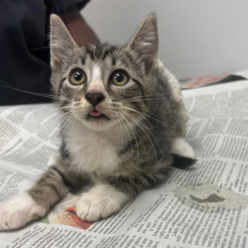 A baby small-sized male Brown / Chocolate Domestic Short Hair cat named Meatball for adoption in Jacksonville, FL