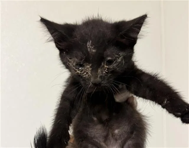 A baby small-sized female Domestic Short Hair cat named Ebony for adoption in Bakersfield, CA