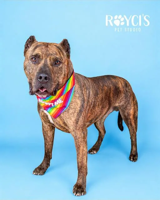 An adult large-sized male Pit Bull Terrier dog named Mako for adoption in West Valley City, UT