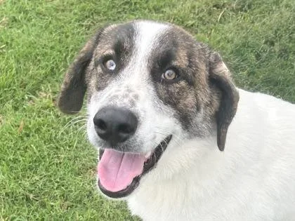 An adult large-sized male Tricolor (Brown, Black, & White) Mixed Breed dog named Grayson for adoption in Georgetown, TX