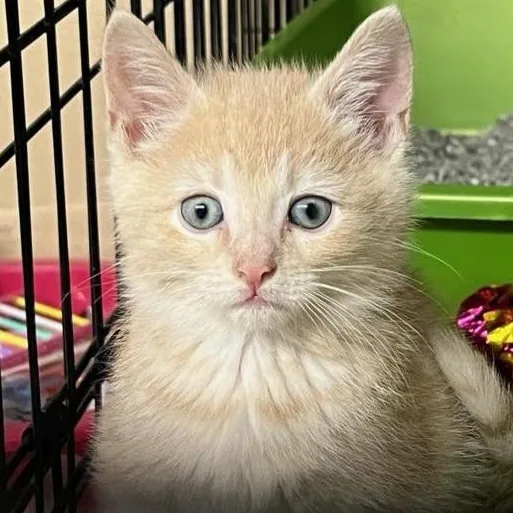 A baby medium-sized female Domestic Short Hair cat named Billie for adoption in Saint Marys, WV
