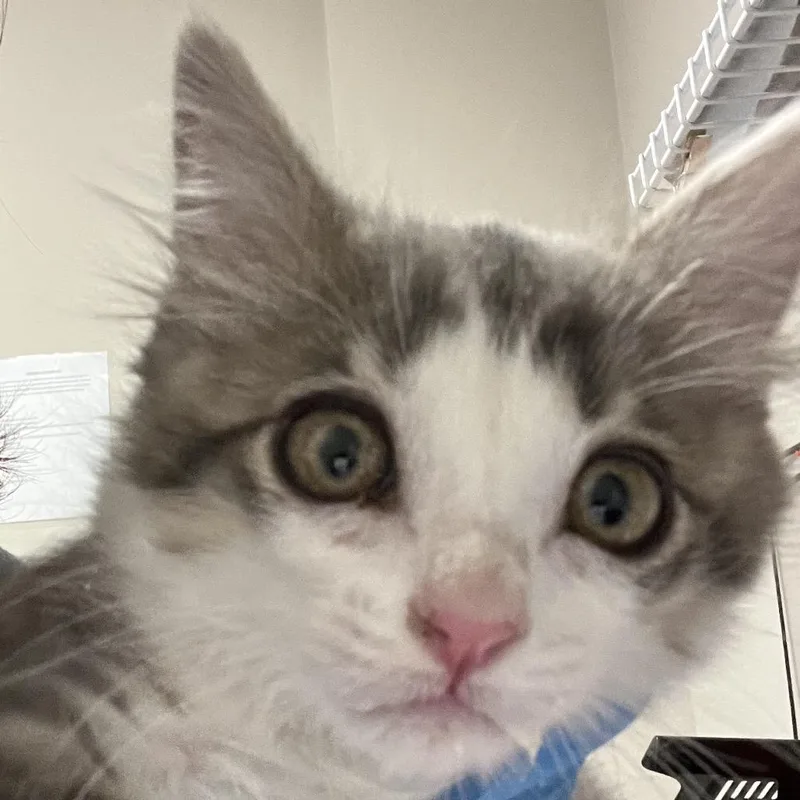 A baby small-sized male Gray / Blue / Silver Domestic Short Hair cat named Peeta for adoption in Yuma, AZ