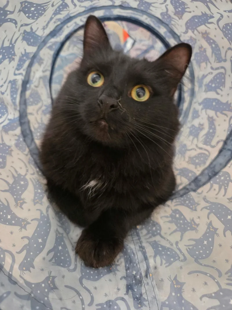 An adult large-sized male Domestic Long Hair cat named Velvet for adoption in Burlington, NC