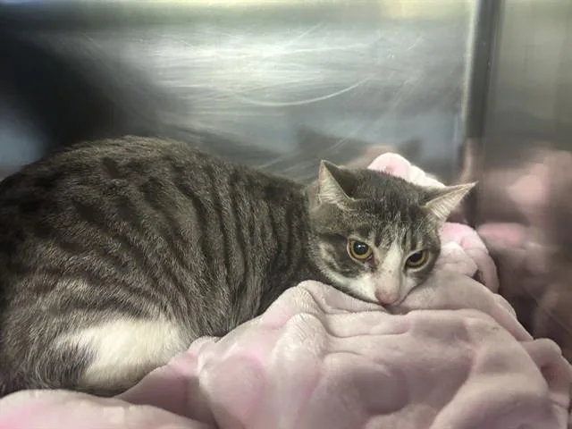 A young medium-sized female Domestic Short Hair cat named Bella for adoption in Grand Prairie, TX