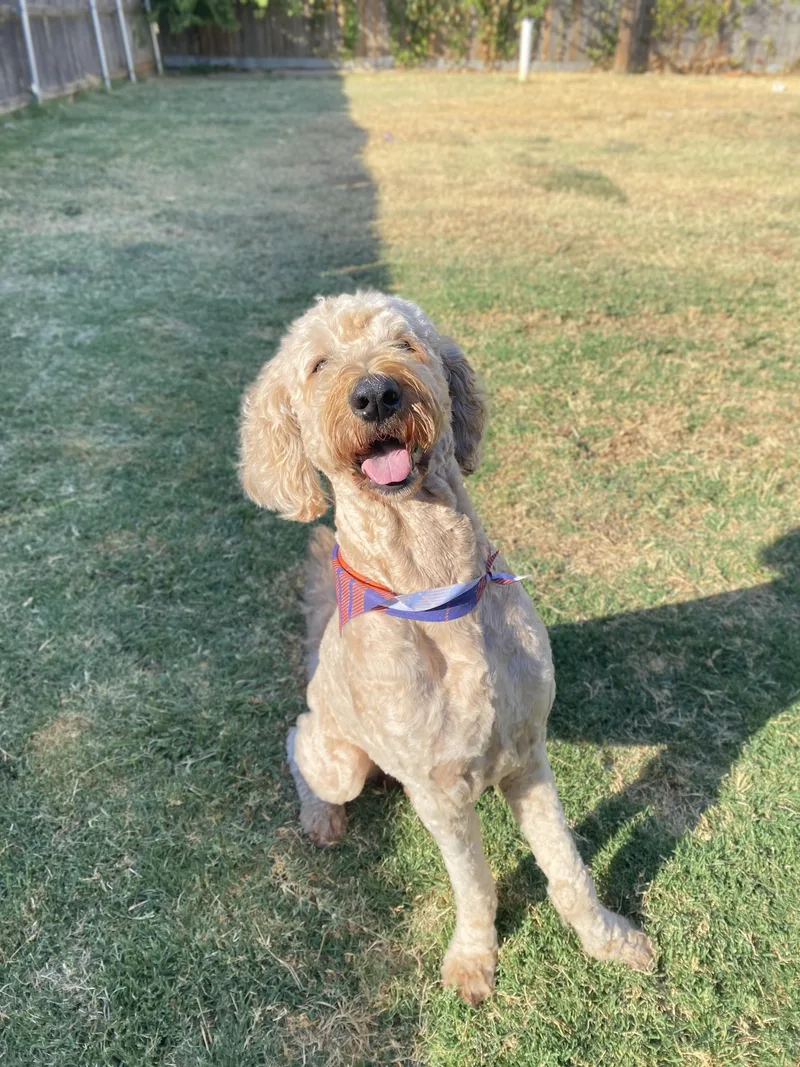 An adult medium-sized male Goldendoodle dog named Jax for adoption in Edmond, OK