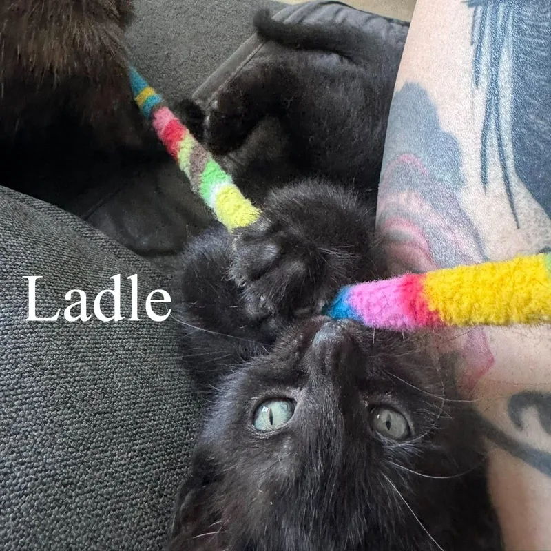 A baby medium-sized male Black Domestic Short Hair cat named Ladle for adoption in Queen Creek, AZ