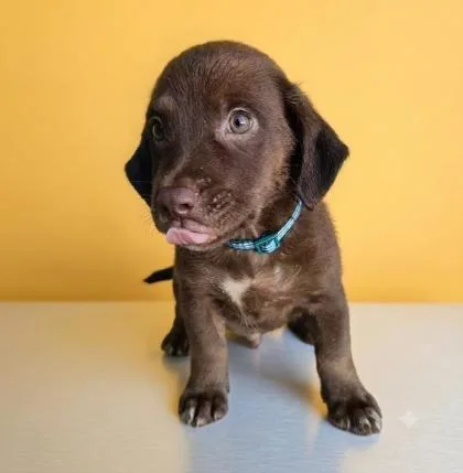 A baby small-sized male Brown / Chocolate Mixed Breed dog named Dragon for adoption in Raleigh, NC