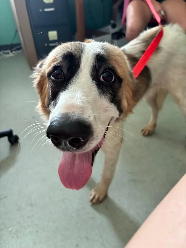A young large-sized female Mixed Breed dog named Bailey Stray Hold Until for adoption in Danielsville, GA