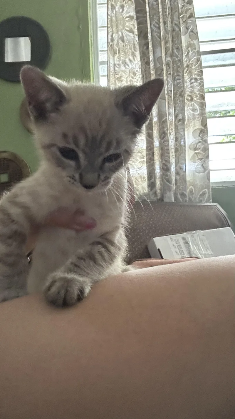 A baby medium-sized male Siamese cat named Puff Puff for adoption in Humacao, PR