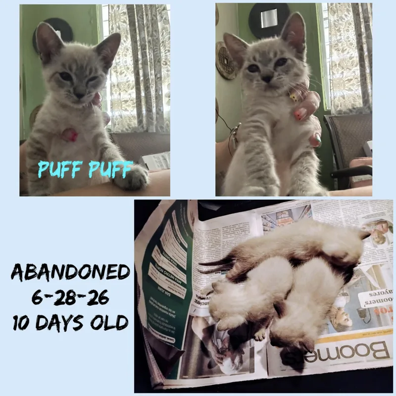 Puff Puff thumbnail 3