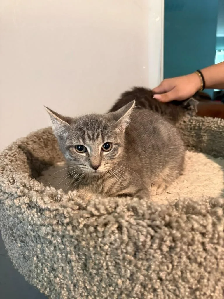 A baby small-sized male Tabby (Gray / Blue / Silver) American Shorthair cat named Sour Patch for adoption in Highland Park, NJ