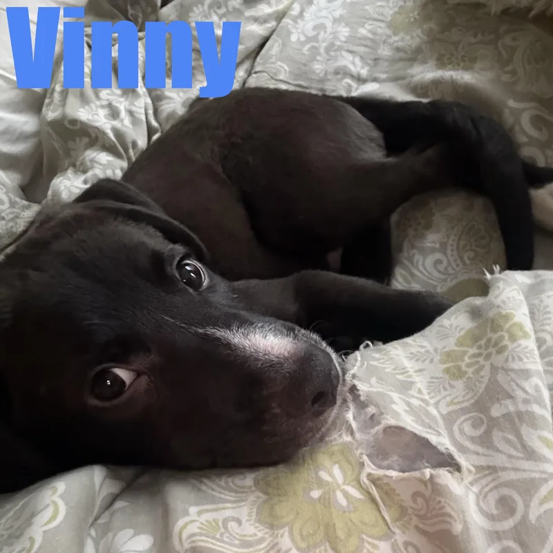 Vinny thumbnail 2