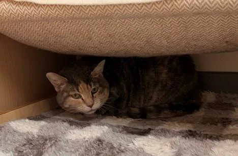A senior medium-sized female Domestic Short Hair cat named Gigi for adoption in Leesburg, VA
